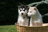 SIBERIAN HUSKY 1011